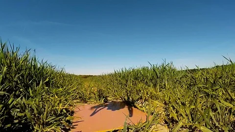 The drone use for inspect of crop on wheat fields. Stock Footage 89510507