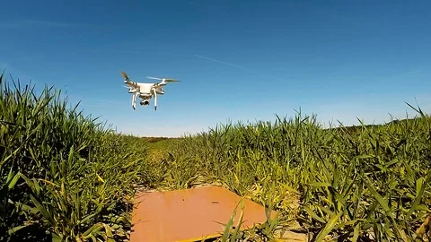 The drone use for inspect of crop on wheat fields. Stock Footage 89511759