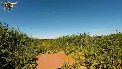 The drone use for inspect of crop on wheat fields. Stock Footage 89512221