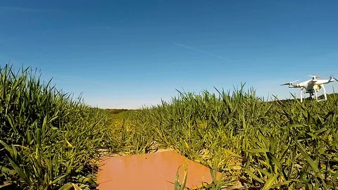The drone use for inspect of crop on wheat fields. Stock Footage 89512482
