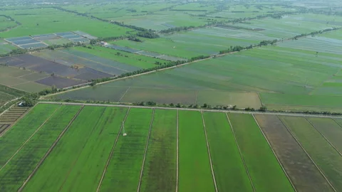 Drone Vertical Pan Over Vast Rice Fields in Mekong Delta, Southern Vietnam 库存影片 329917592