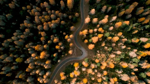 Drone Vertical Perspective of autumn forest, italian alps Stock Footage