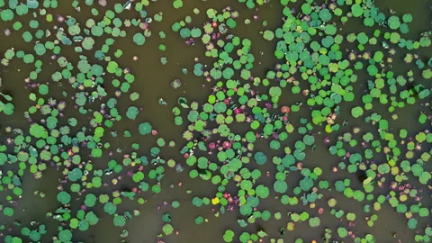 Drone Vertical Pull Away from Lotus Pond, Phu Dien Southern Vietnam 库存影片 329914757