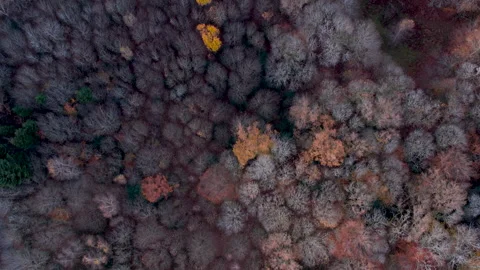 Drone Vertical view only on Autumnal Forest in France, Limousin Video stock 165523545