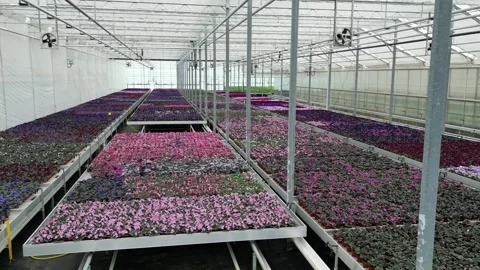 Drone - Very Slow Right to Left over Flower Beds + Planters in distance - Hi Stock Footage 314226887