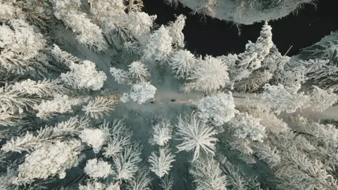 Drone Video Above Snowy Trees Of Kicksledding In Winter Wonderland Stock Footage 257568535