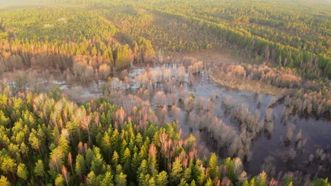 Drone video, aerial view with a forest landscape flooded by spring floods. Stock Footage 292773178