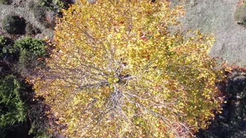 Drone video of aerial view from the top of a yellow tree in autumn 库存影片 232127151
