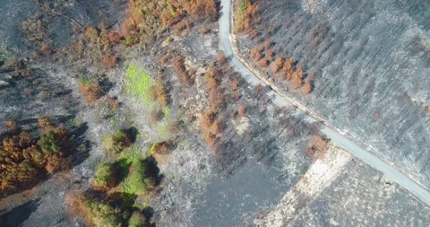 Drone Video of Burnt Forest Floor and Lonely Road The Concept of Aftermath Stock-Footage 323859978