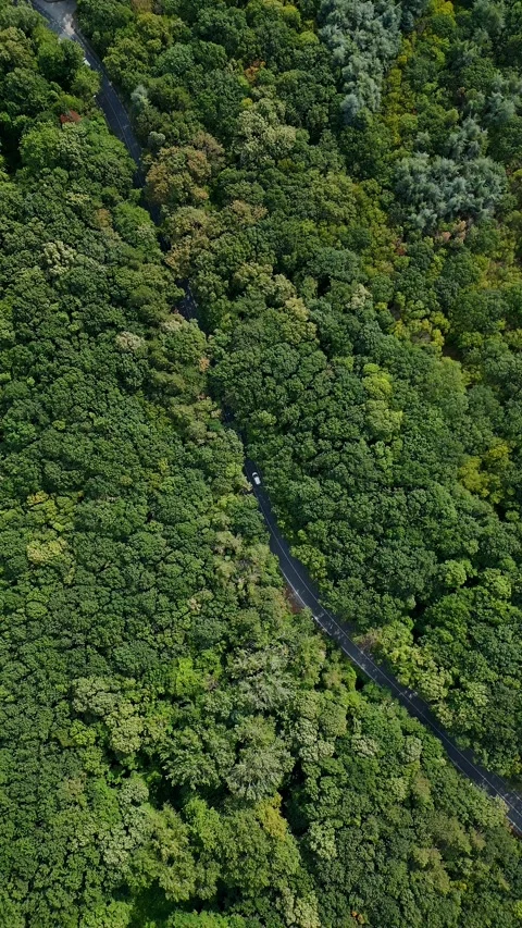 Drone video of a car driving through a winding road surrounded by dense green Stock Footage 281958509