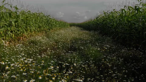 Drone video of chamomile field. White daisies. Agriculture. Stock Footage 138559209