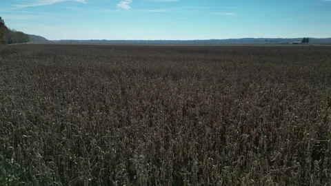 Drone video of corn field during harvest season Stock Footage 255046519