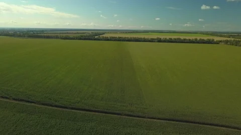 Drone video of corn in the field. Stock Footage 139135153