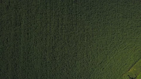 Drone video of corn in the field. Stock Footage 139135163
