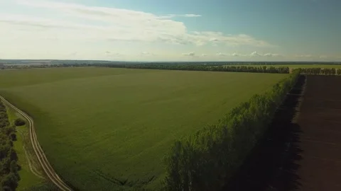 Drone video of corn in the field. Stock Footage 139135171