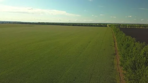 Drone video of corn in the field. Stock Footage 139135184