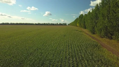 Drone video of corn in the field. Stock Footage 139135186