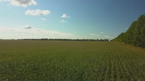 Drone video of corn in the field. Stock Footage 139135187