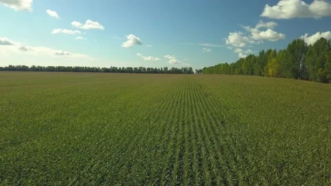 Drone video of corn in the field. Stock Footage 139135189