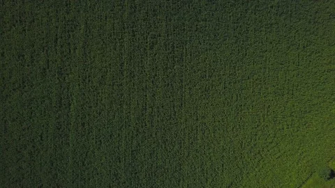 Drone video of corn in the field. Stock Footage 139135191