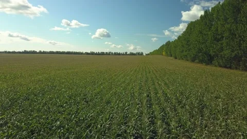 Drone video of corn in the field. Stock Footage 139135192