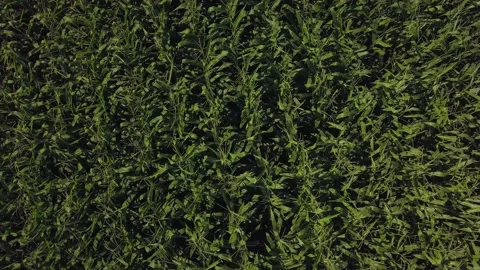 Drone video of corn in the field. Stock Footage 139135213