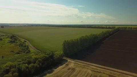 Drone video of corn in the field. Stock Footage