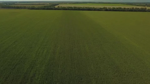 Drone video of corn in the field. Stock Footage 139135225