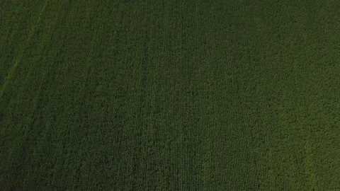 Drone video of corn in the field. Stock Footage 139135233