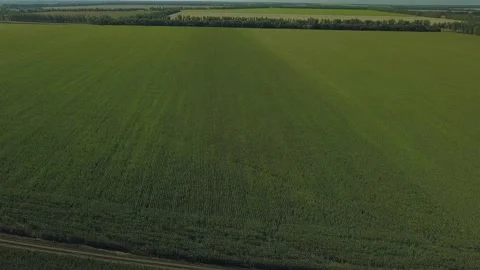 Drone video of corn in the field. Stock Footage 139135260