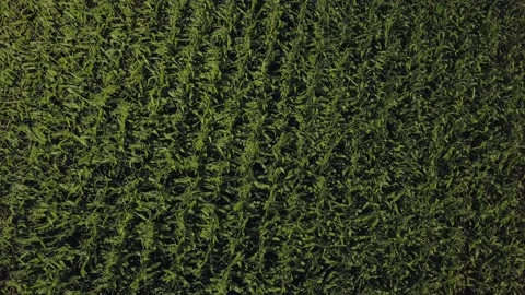 Drone video of corn in the field. Stock Footage 139135261