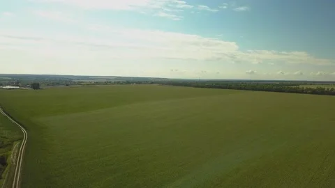 Drone video of corn in the field. Stock Footage 139135281