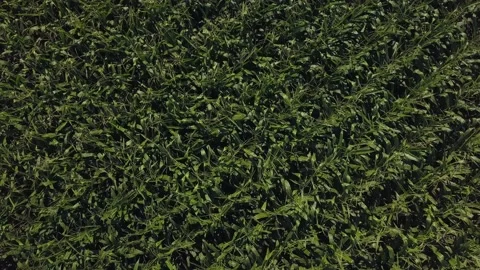Drone video of corn in the field. Stock Footage 139142844