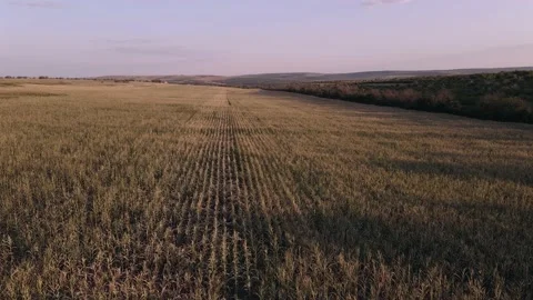 Drone video of a corn field severely affected by the drought of 2020. 库存影片 140284754