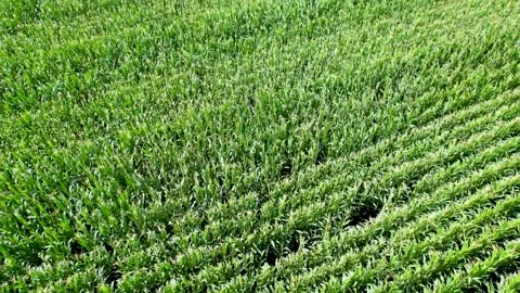 Drone video of a corn field in summer, agricultural work concept 스톡 동영상 287205564