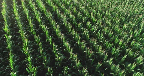 Drone video of a corn field in summertime, aerial footage Stock Footage 270462776