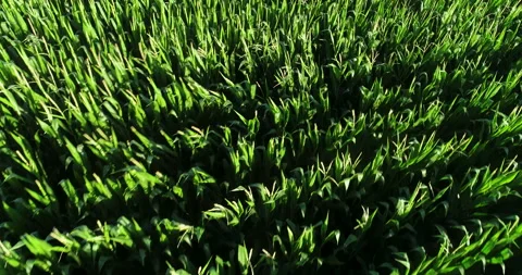 Drone video of a corn field in summertime, aerial footage 스톡 동영상 270462784