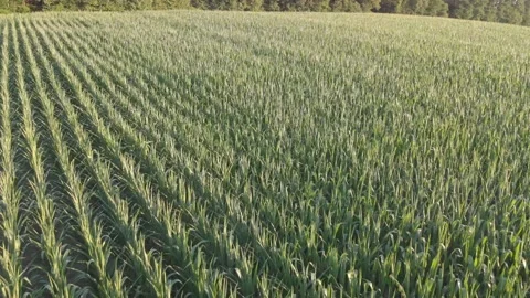 Drone video corn field sunset Stock Footage 201628200