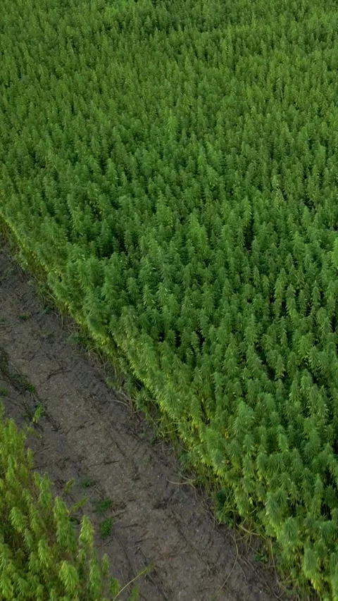 Drone video of different hemp plant crop species in field trial vertical Stock Footage 341703512