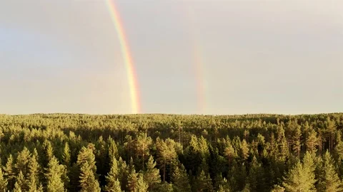 Drone video: double rainbow over summer pine tree forest, very clear skies Stock Footage 116480559