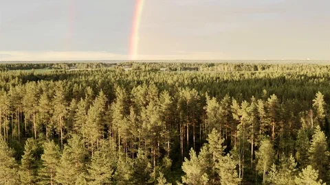 Drone video: double rainbow over summer pine tree forest, very clear skies Stock Footage 116480618