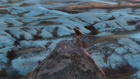 Drone video of an eagle posing at the summit. Stock Footage 323559233