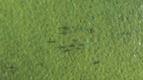 Drone Video of Fish 스톡 동영상 218413164