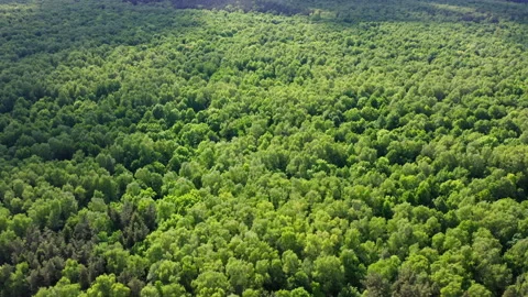 Drone video - Flight over the green trees of Bitsa Park in Moscow Stock Footage 173407577