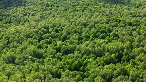 Drone video - Flight over the green trees of Bitsa Park in Moscow Stock Footage 173407581