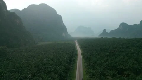 Drone video flight over green oil palm fields in mountainous area. Drone video Stock Footage 236440945