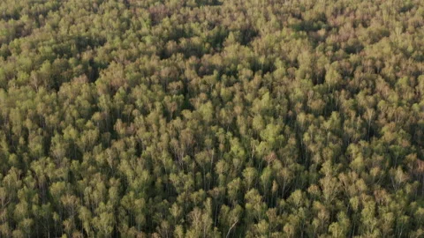 Drone Video - Flight over the spring birch forest Stock Footage 173609947