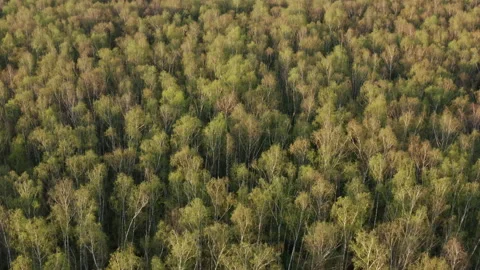 Drone Video - Flight over the spring birch forest Stock Footage 173610064