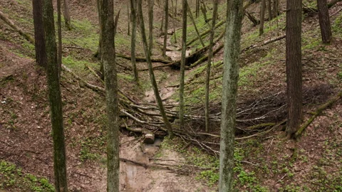 Drone Video - Flight in a spring ravine in forest with a narrow river Stock Footage 173613163