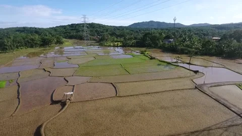 Drone Video flying above a rice field Stock Footage
